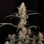Cannabis seeds Original AUTO CRITICAL from Fast Buds