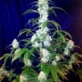 Семена конопли West Coast O.G. Auto от Fast Buds