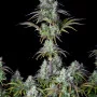 Cannabis seeds Original BIG BUD Auto from Fast Buds