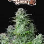 Насіння конопель KOSHER CAKE Auto від Fast Buds