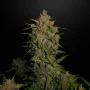 Семена конопли LEMON AK Auto от Fast Buds