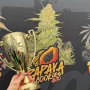 Cannabis seeds PAPAYA COOKIES Auto™ from Fast Buds