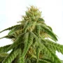 Cannabis seed variety Afrodite