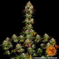 AMNESIA LEMON 