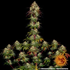 AMNESIA LEMON 