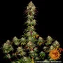 Cannabis seeds AMNESIA LEMON from Barney's Farm