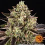 Семена конопли Apple Fritter от Barney's Farm