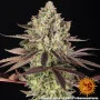 Семена конопли Apple Fritter от Barney's Farm