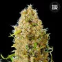Семена конопли AUTO KALI’S MISTERY от Bulk Seed Bank