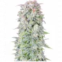 Cannabis seed variety Auto Afghan Kush Feminised Gold