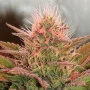Сорт насіння канабісу Auto Amnesia