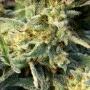 Cannabis seed variety Auto Amnesia Lemon Feminised Silver