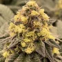 Cannabis seed variety Auto Amnesia Lemon Feminised Silver