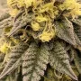 Cannabis seed variety Auto Amnesia Lemon Feminised Silver