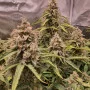 Cannabis seed variety Auto Euforia Feminised Silver