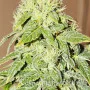 Cannabis seed variety Auto Black Chere Fem