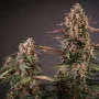 Семена конопли AUTO BLACKBERRY KUSH® от Dutch Passion