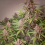 Семена конопли AUTO BLACKBERRY KUSH® от Dutch Passion
