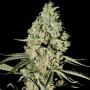 Cannabis seed variety Auto Blue Amnesia Feminised Silver