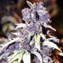 Cannabis seed variety Auto Blueberry Silver regular