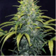 Auto Bruce Banner