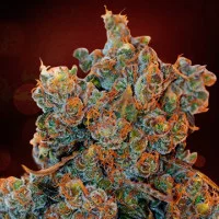 Auto Cheese Fondue Feminised Silver Auto Cheese Fondue Feminised Silver