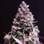 Cannabis seed variety Auto Cream Caramel Feminised Silver
