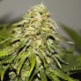 Cannabis seed variety Auto Critical Kush Feminised Silver