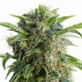 Сорт семян каннабиса Auto Daiquiri Lime Feminised Silver