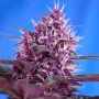 Cannabis seed variety Auto Dark Devil Feminised Silver