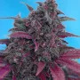 Cannabis seed variety Auto Dark Devil Feminised Silver