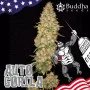 Насіння конопель AUTO GORILA® від Buddha Seeds