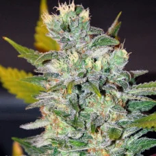 Auto Gorilla Feminised Silver