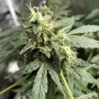 Cannabis seed variety Auto Gorilla Glue Feminised Silver