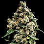 Сорт семян каннабиса Auto Tutankhamon Feminised Gold