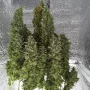 Сорт семян каннабиса Auto Kali Mist Feminised Silver