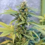 Сорт семян каннабиса Auto Lemon Kix Feminised Silver