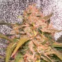 Сорт семян каннабиса Auto Lemon Kix Feminised Silver