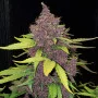 Cannabis seed variety Auto LSD Feminised Silver