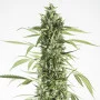 Сорт семян каннабиса Auto Moby Dick XL Feminised Gold