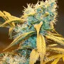 Сорт семян каннабиса Auto Northern Blue Fem