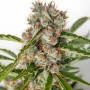 Сорт семян каннабиса Auto Orange Bud Feminised Gold