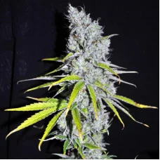 Auto Skunk Haze Feminised Silver