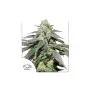 Семена конопли AUTO SKYWALKER HAZE® от Dutch Passion