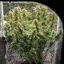 Семена конопли AUTO SKYWALKER HAZE® от Dutch Passion