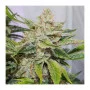 Семена конопли AUTO SKYWALKER HAZE® от Dutch Passion