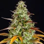 Cannabis seed variety Auto Watermelon Zkittlez Feminised Silver