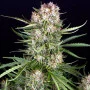 Cannabis seed variety Auto Wedding Cake Feminised Silver