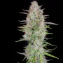 Cannabis seed variety Auto Wedding Cheesecake Feminised Silver