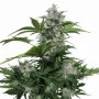 Сорт насіння канабісу Auto White Dwarf Feminised Gold